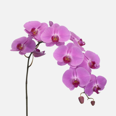 Phalaenopsis Orchideen pink