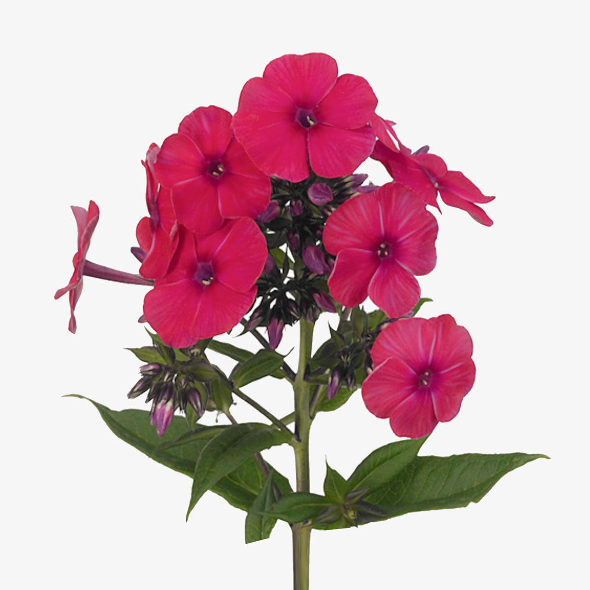 Phlox pink