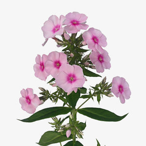 Phlox rosa