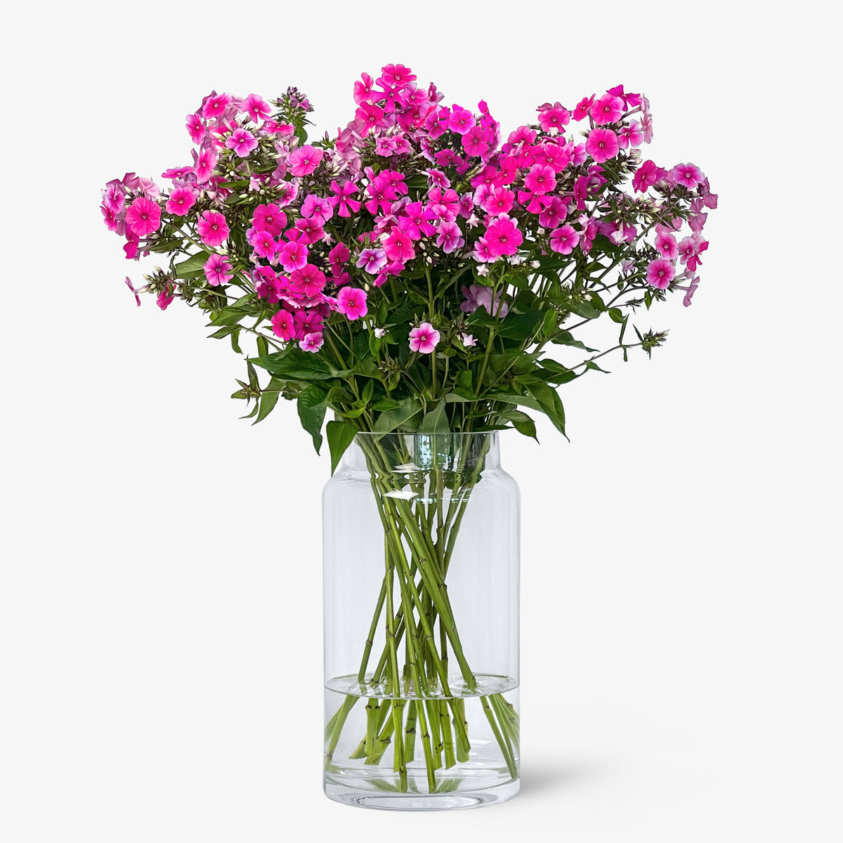 Phlox pink