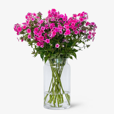 Phlox pink