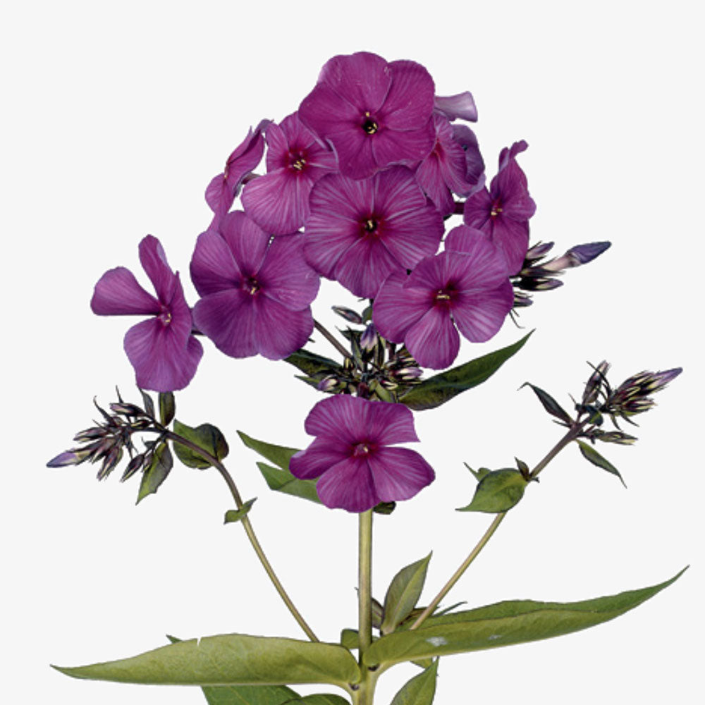 Phlox violett