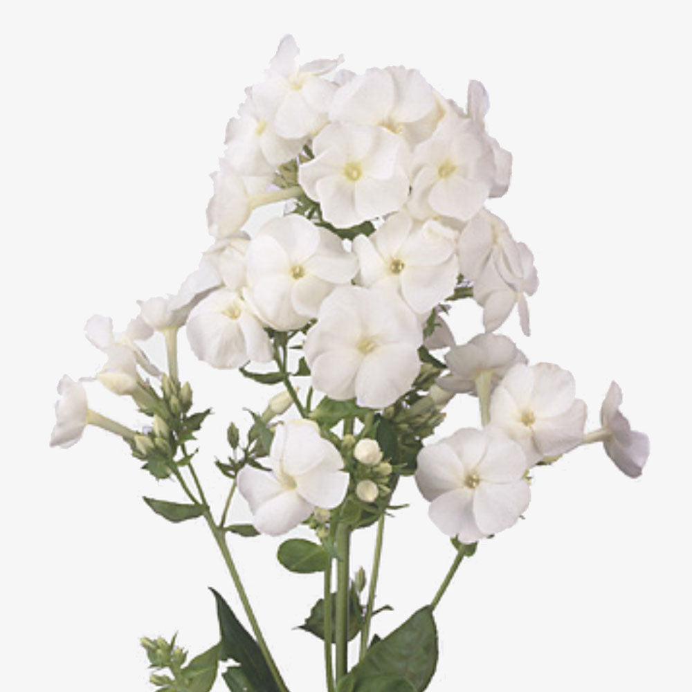Phlox weiss