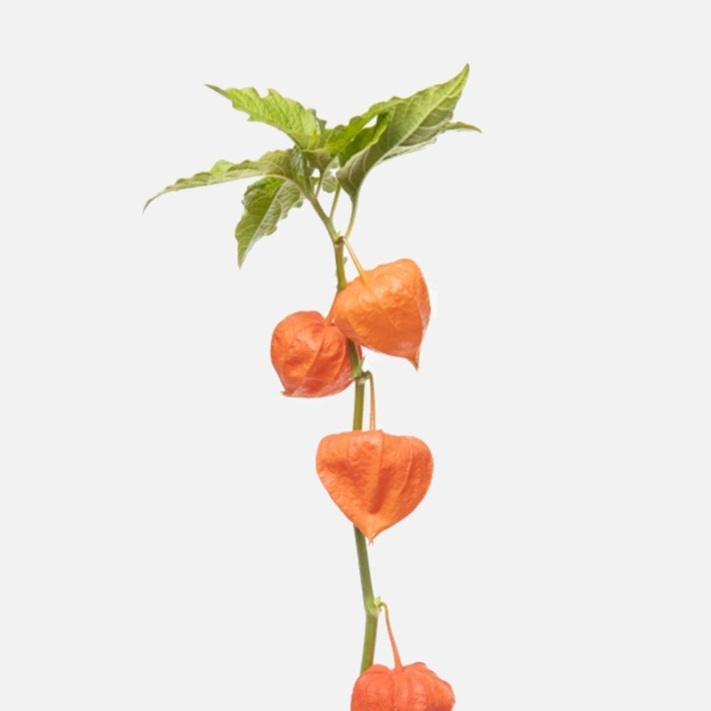 Physalis orange