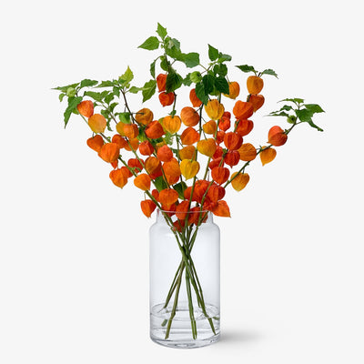 Physalis orange