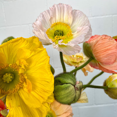 Mohnblumen
