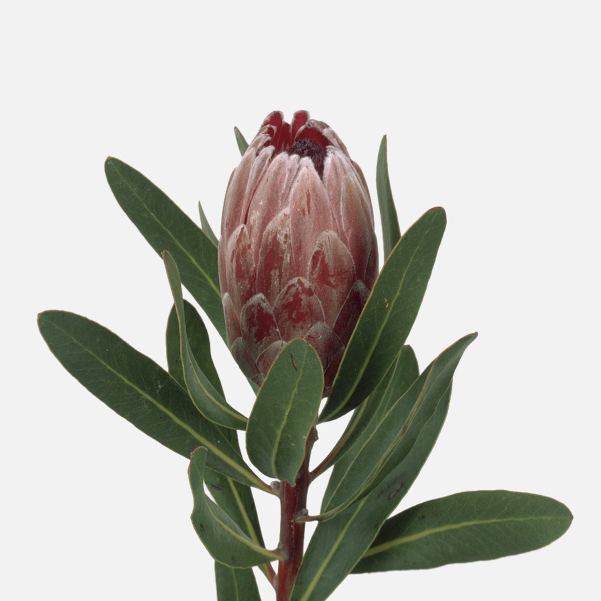 Protea dunkelrot