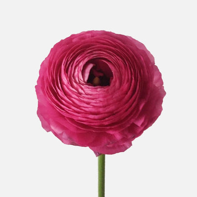 Ranunkeln pink