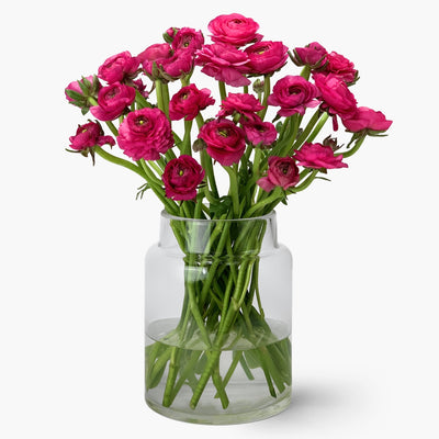 Ranunkeln pink