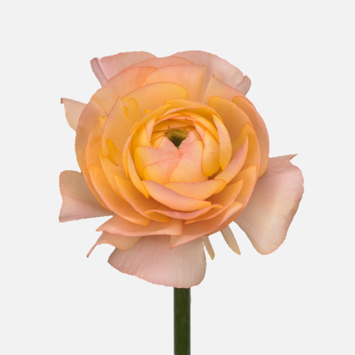 Ranunkel peach