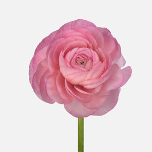 Ranunkeln rosa