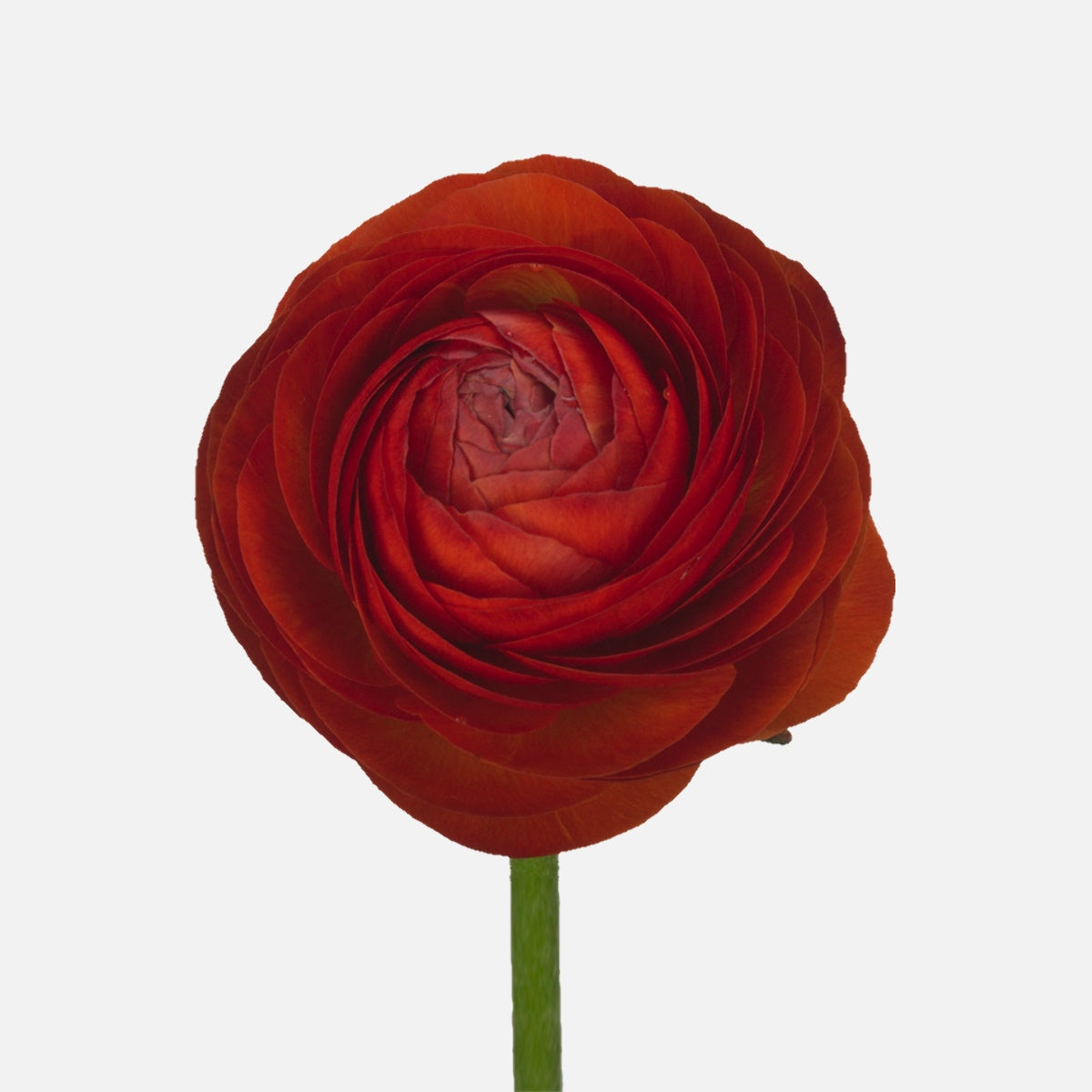 Ranunkeln rot