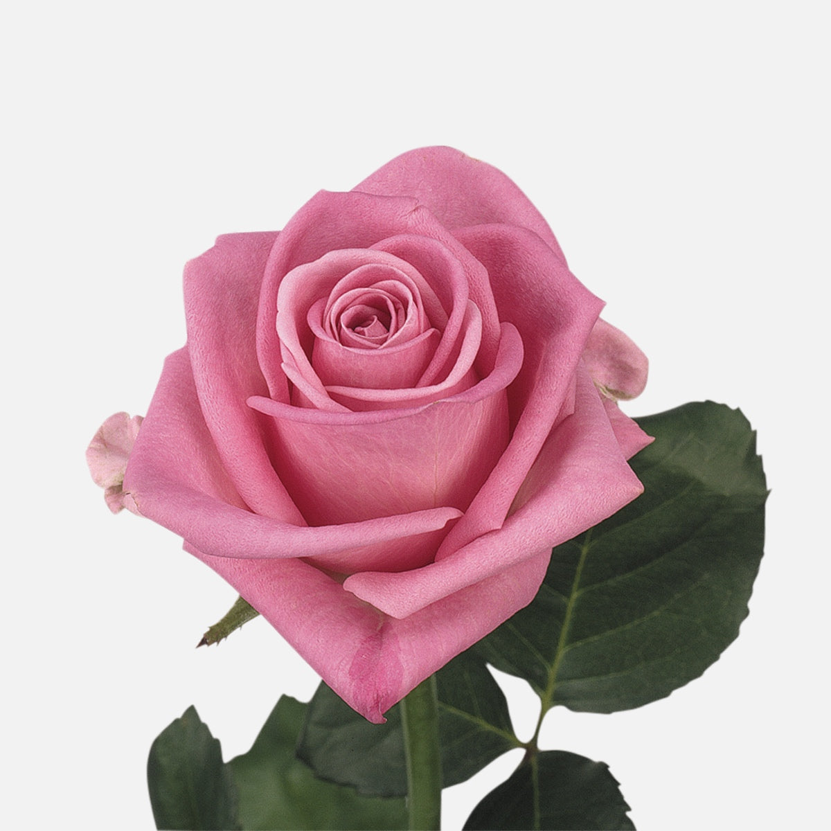 roses pink