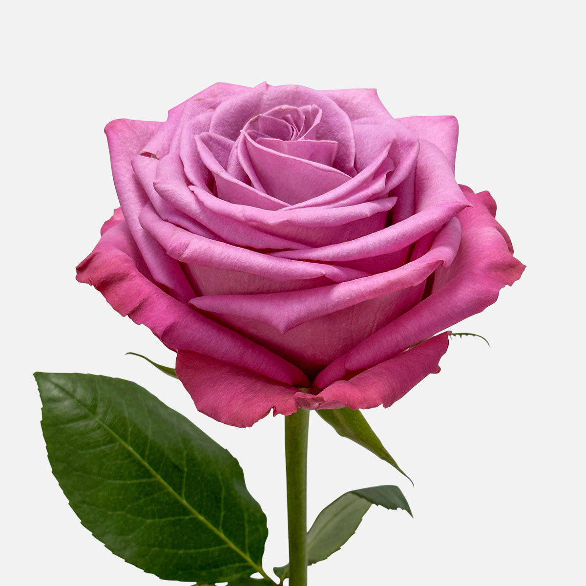 Alt Rosa Rosen Altrosa Rosen online bestellen und kaufen | Schweizweite Lieferung ...