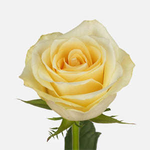 Rosen Crème de la Crème