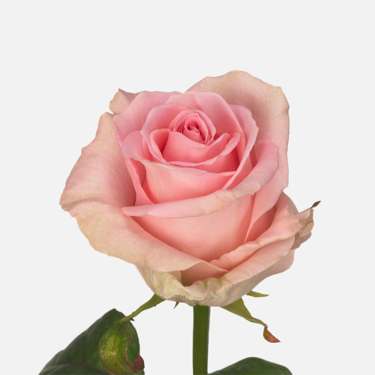 Rosen Flamingo