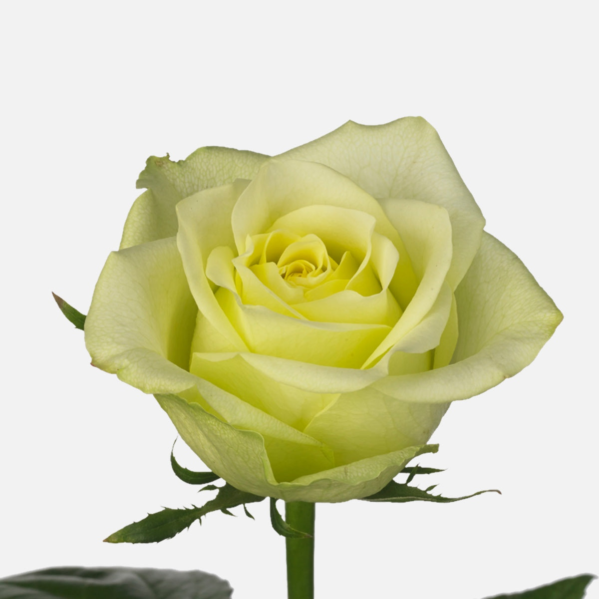 Rosen hellgrün