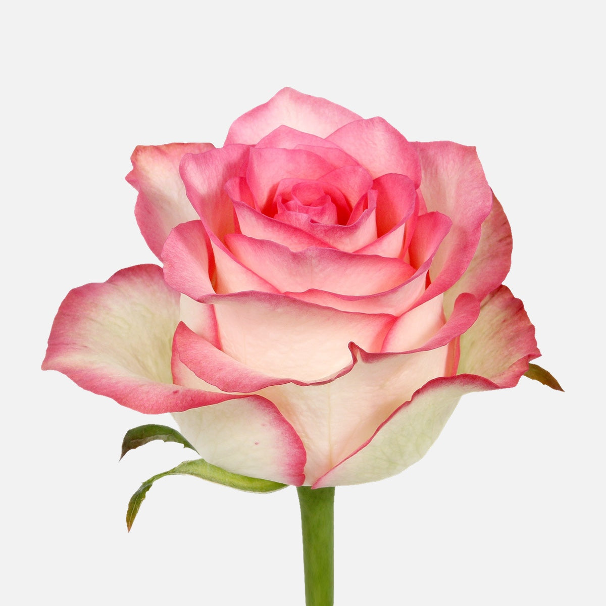 Rosen pinkweiss