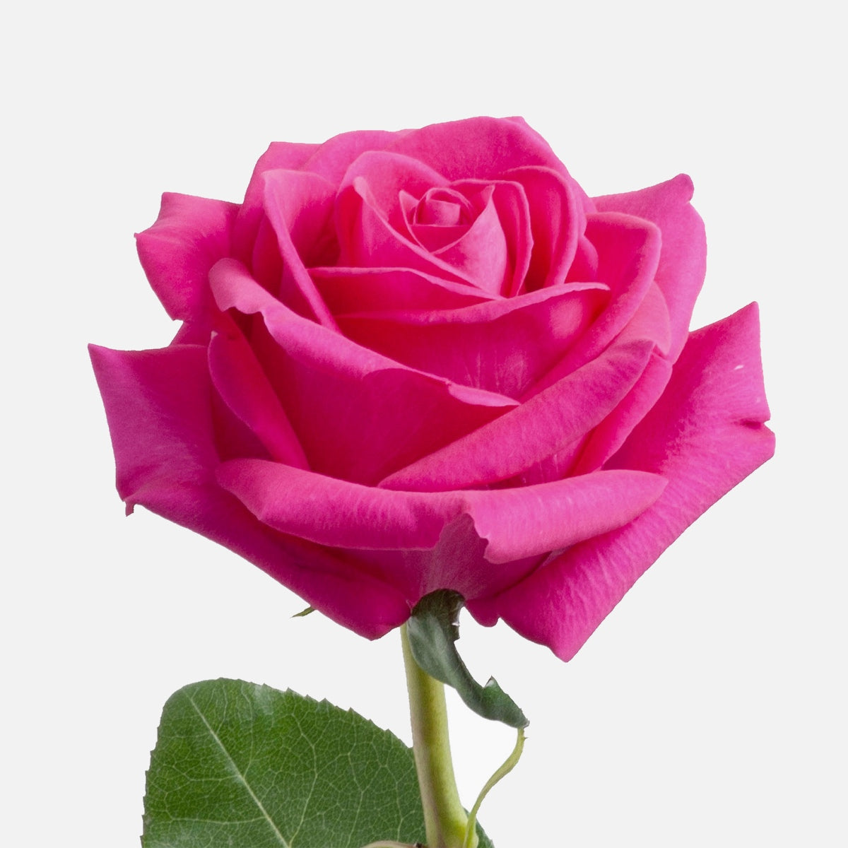 Pinke Rosen online verschicken & schenken | Schweizweite Lieferung ...