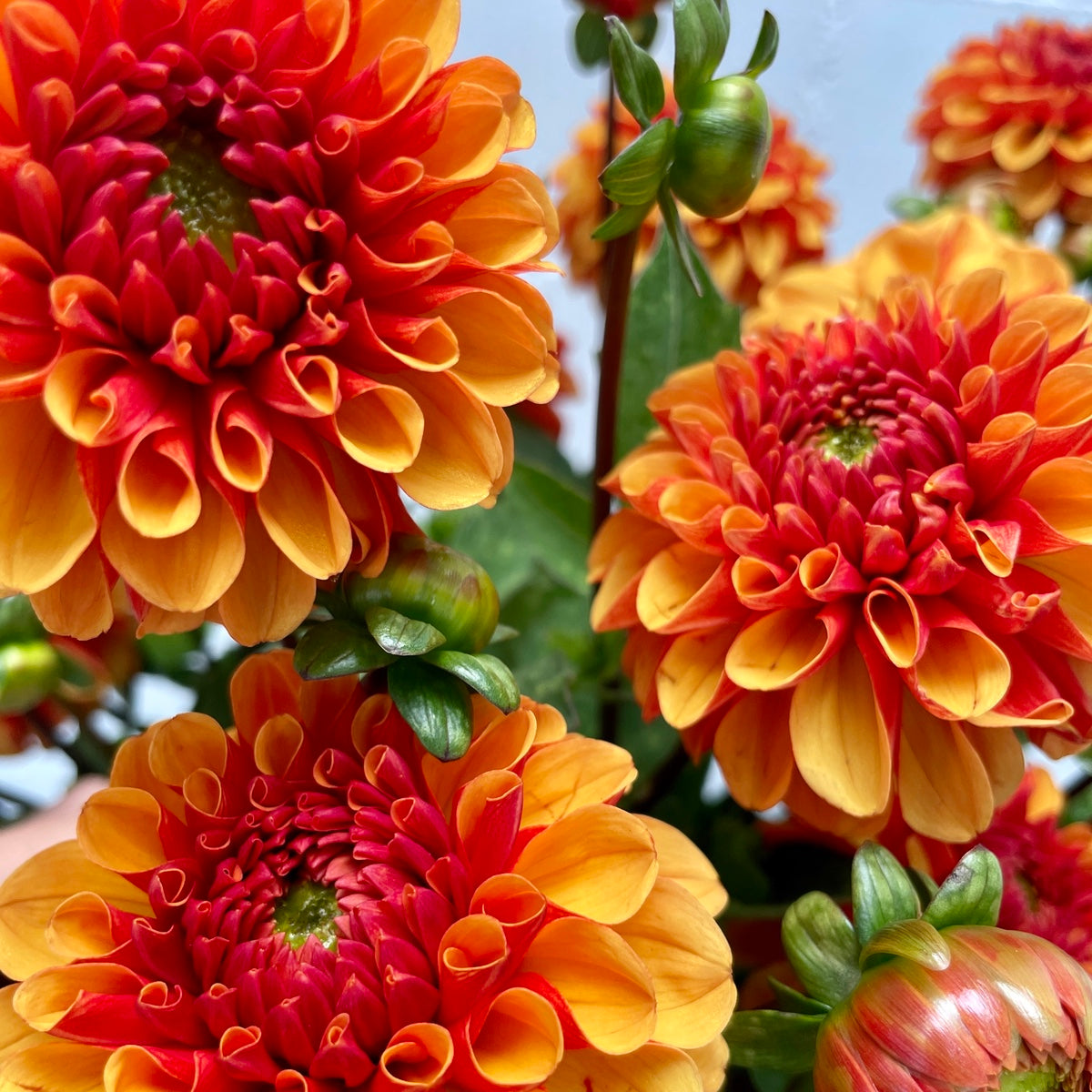 Schweizer Dahlien