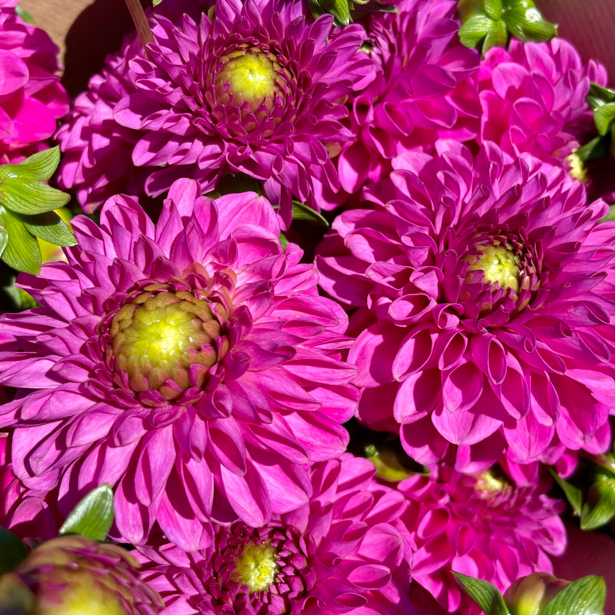 Schweizer Dahlien