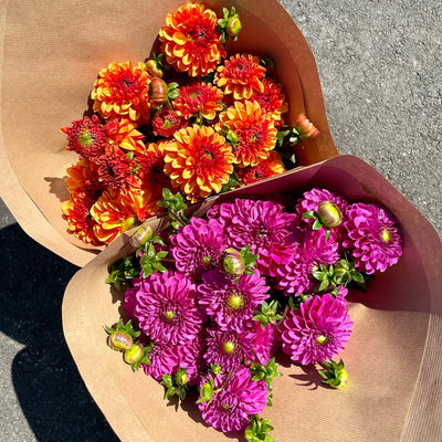 Dahlien