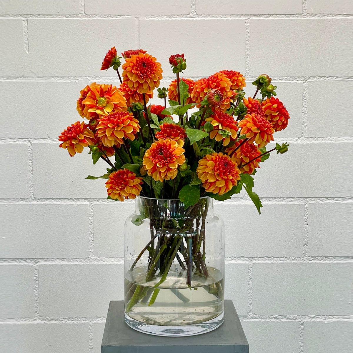 Dahlien Geschenk