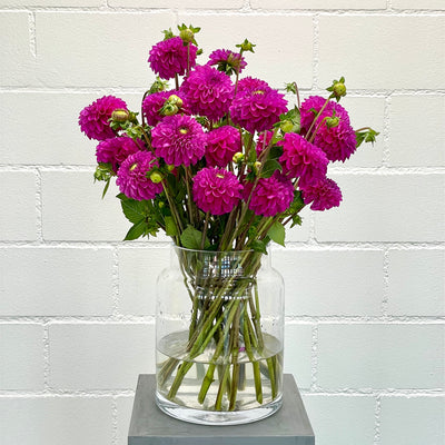 Dahlien