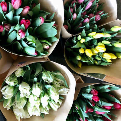 Schweizer Tulpen