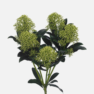 Skimmia green