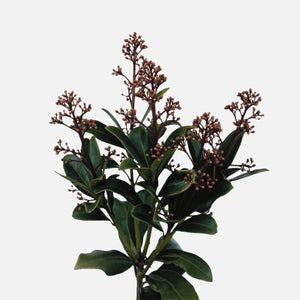 Skimmia red