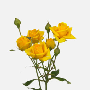 Spray roses yellow