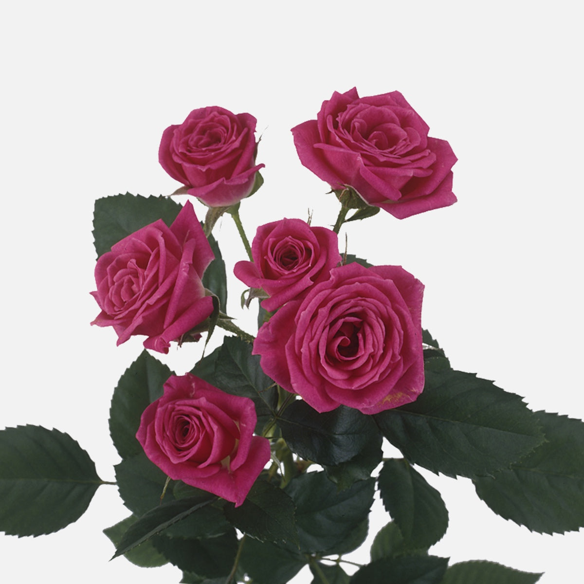 Spray Rosen pink