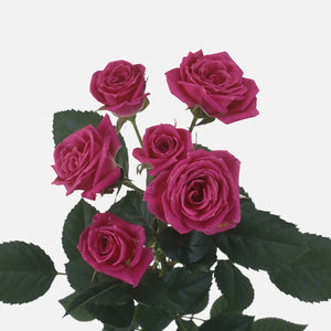 Spray roses pink