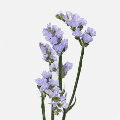 Statizen milka