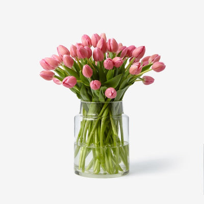 Klassische Tulpen rouge pink
