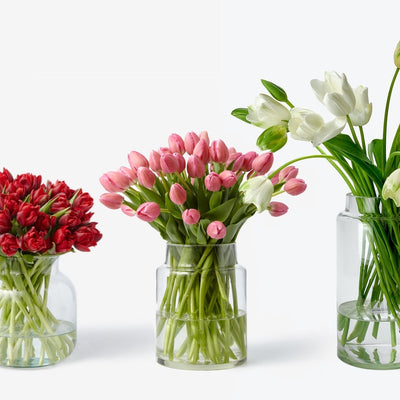 Tulpen-Abo