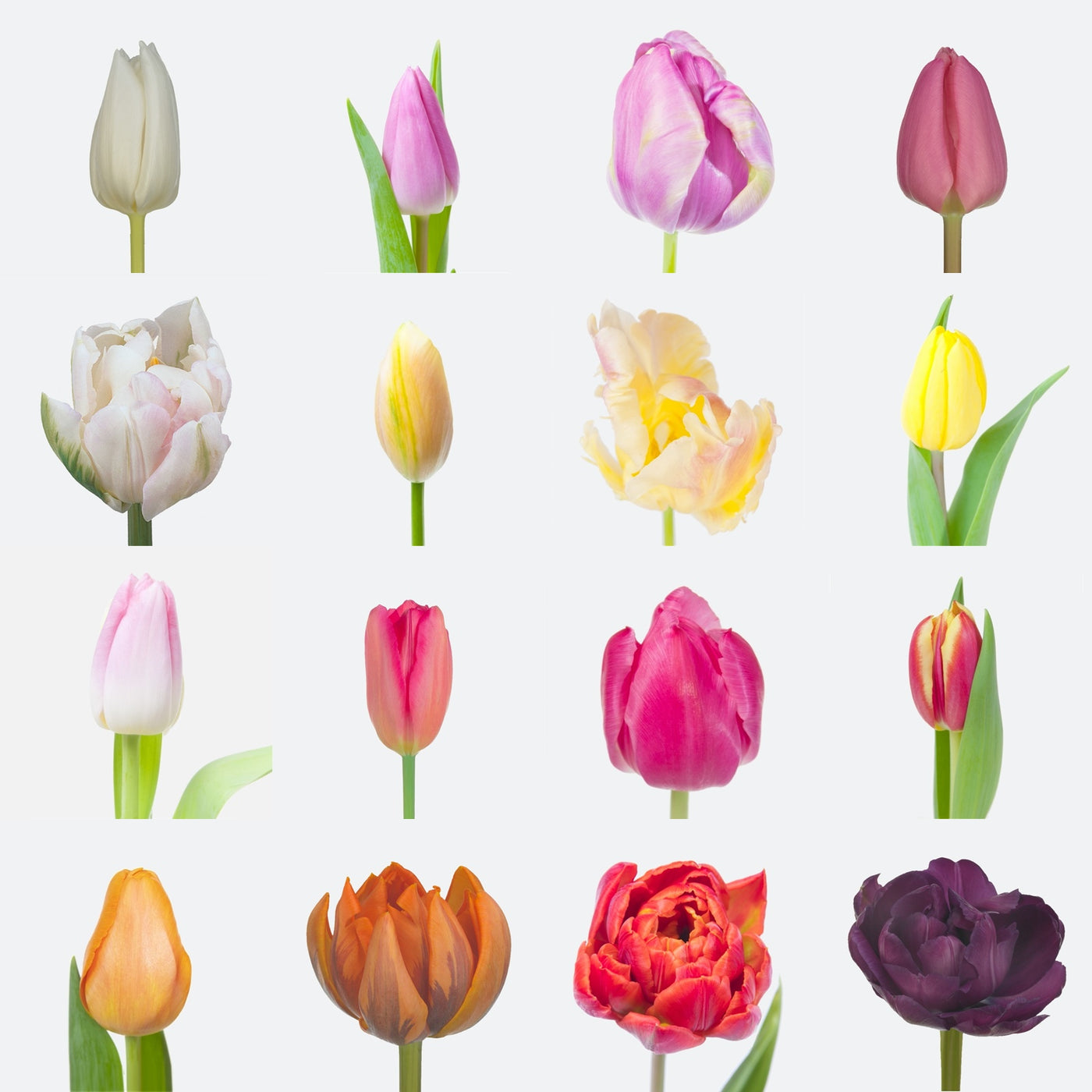 Tulpen-Abo