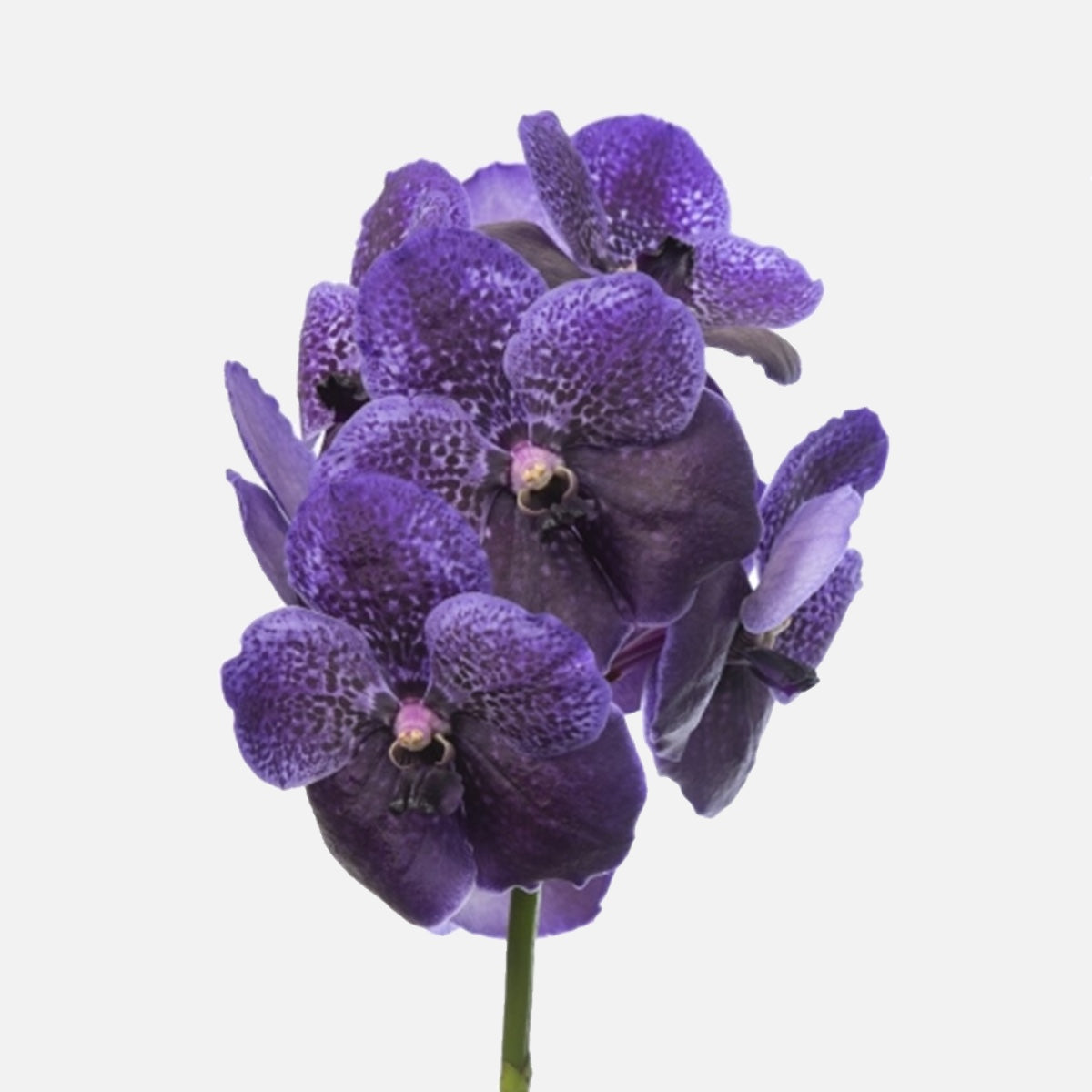 Vanda Orchideen indigo