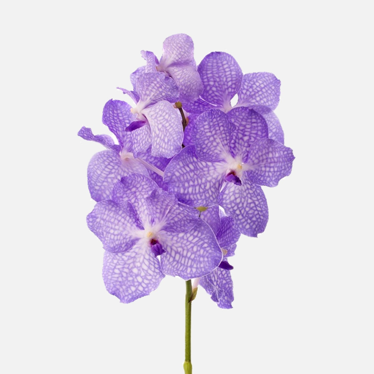 Vanda Orchideen milka