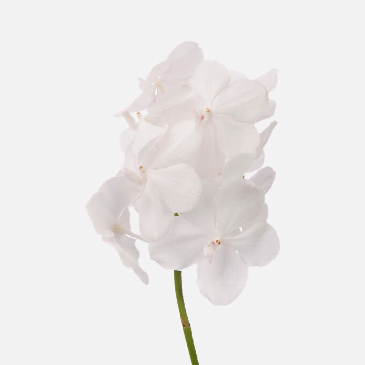 Vanda Orchideen snow white