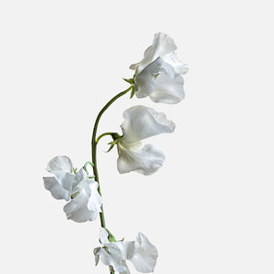Sweet peas white