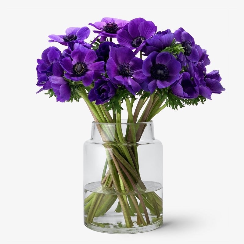 Anemone indigo