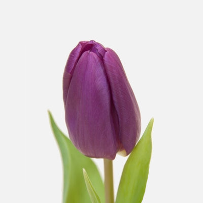 Klassische Tulpen dunkellila