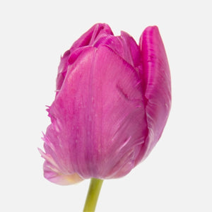 Papageien-Tulpen pink