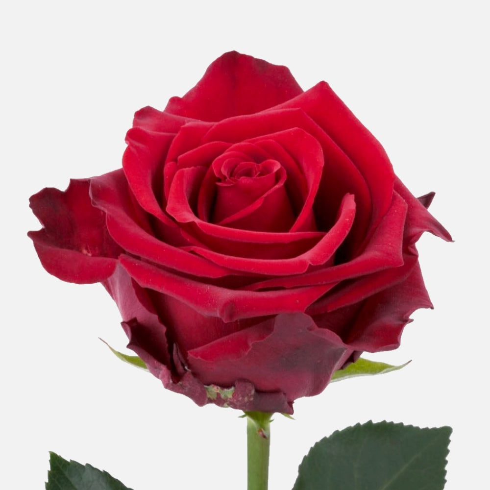 Rosen rot Deluxe - Limited Edition